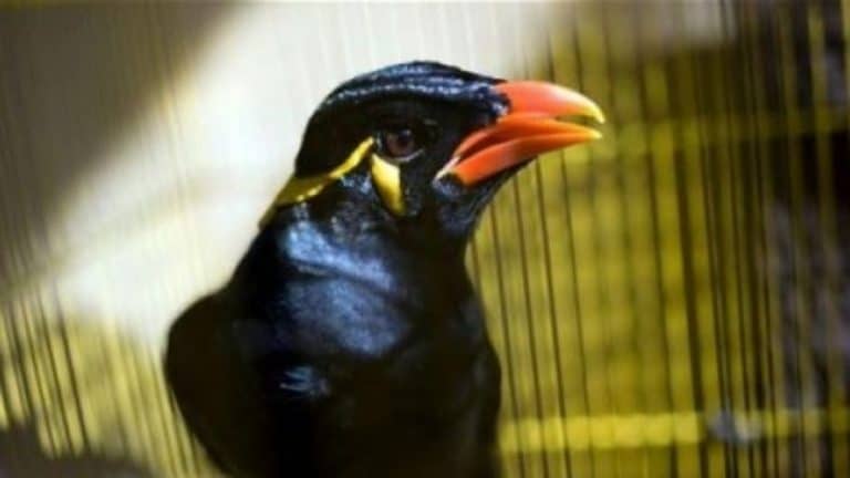 Μια μάινα σπείρει τον πανικό σε πτήση από τη Σιγκαπούρη στο Λονδίνο