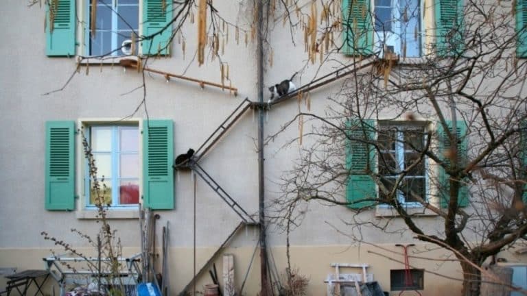 Οι Ελβετοί διευκολύνουν τους κεραμιδόγατους