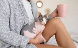 Πώς να φροντίσετε μια έγκυο γάτα